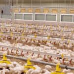 ERP Atak para gestão de frigoríficos de aves, com controle da produção, rastreabilidade, custos, estoque e processos industriais.
