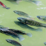 ERP Atak para indústrias de pescados, com gestão da produção, rastreabilidade, estoque, custos, rendimentos e logística.